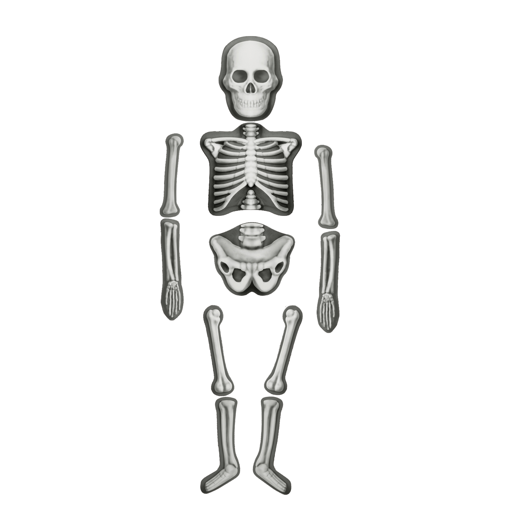 Make & Decorate Human Skeleton - Image 2
